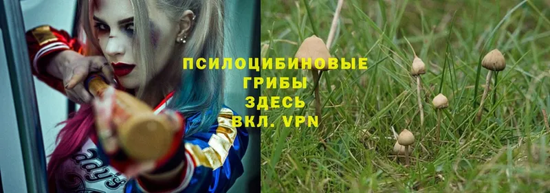 Псилоцибиновые грибы Psilocybe  blacksprut ссылки  Каневская  закладки 